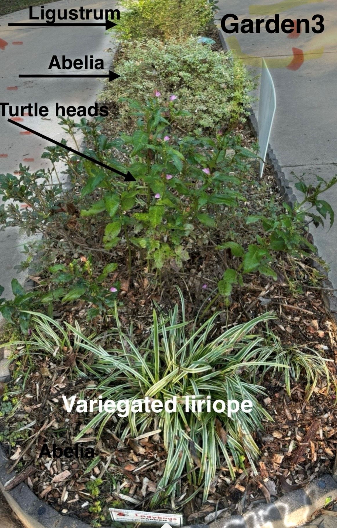 garden bed with labeled arrows pointing out different plants such as turtle heads, ligustrum, abelia