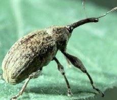 boll_weevil_full